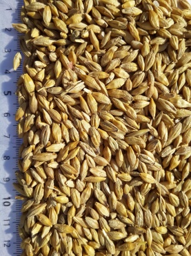 barley