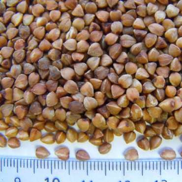 buckwheat